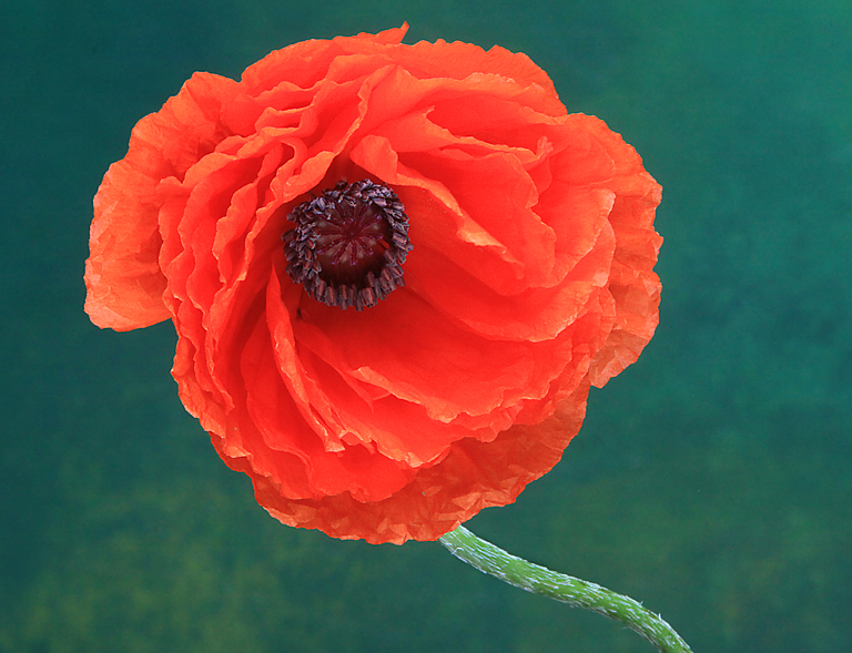 Oriental Poppy   P O'Malley